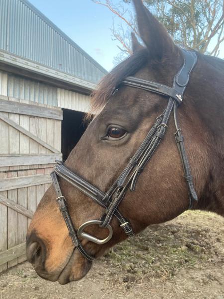 Love this bridle and highly recommend.