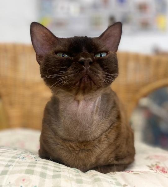Fast Delivery Happy Cat