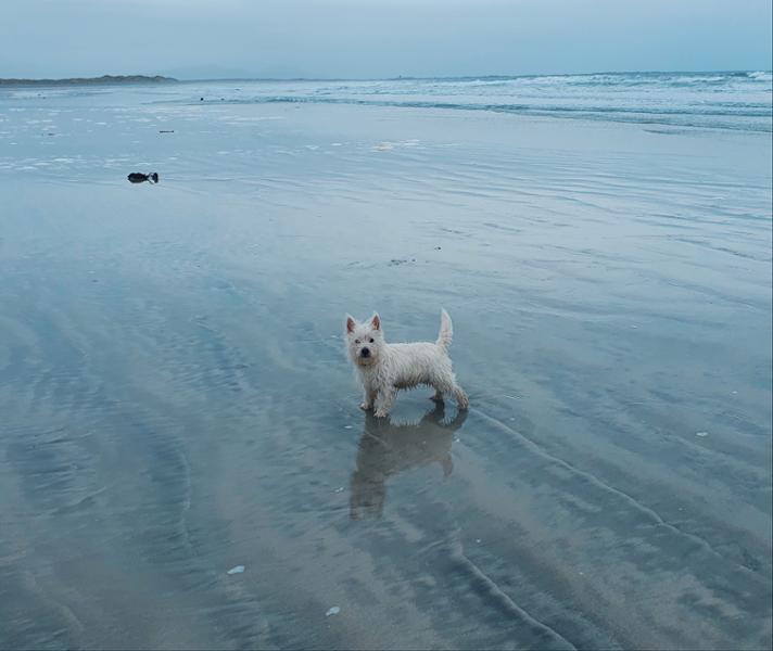 I would recommend Happy dog uk