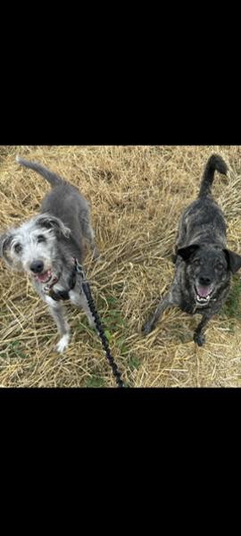 Happy Dog Africa