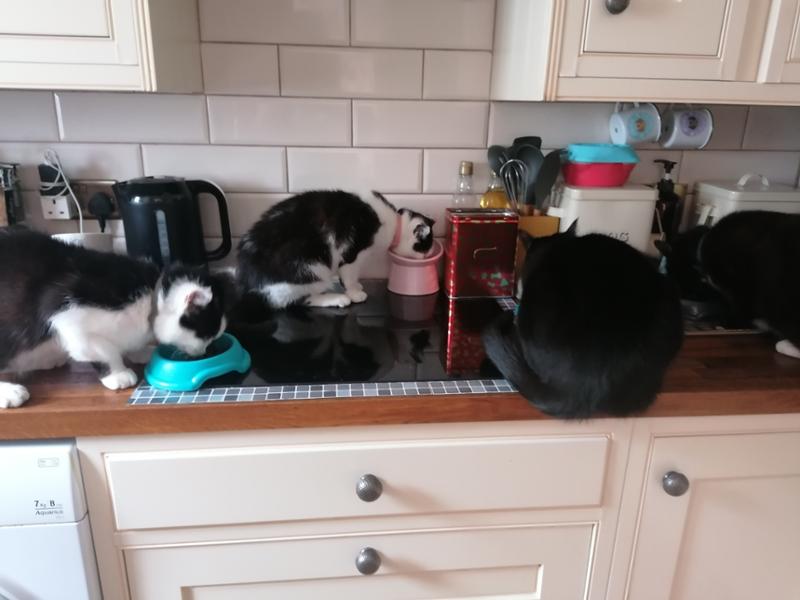 Total, natural nutrition for your cats