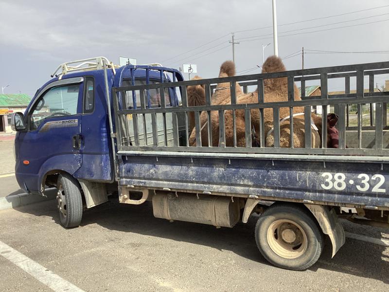 4364-Mongolian Adventure