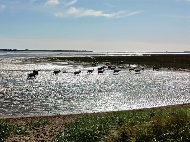 Farne to Forth Walk