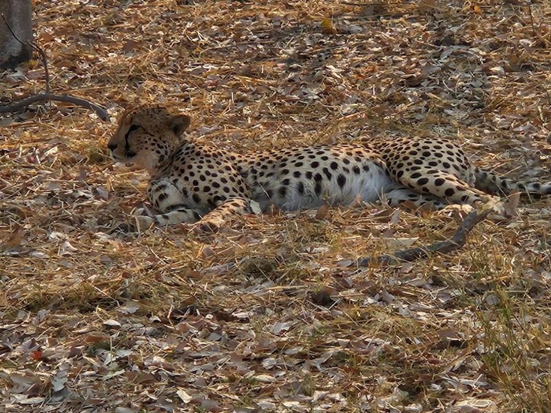 4775-Ultimate African Adventure
