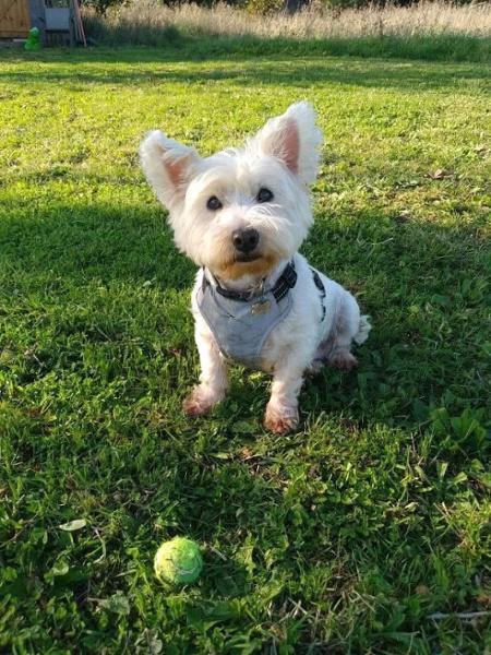 10 out of 10 for ease of ordering, a great product and a must for all dogs.
