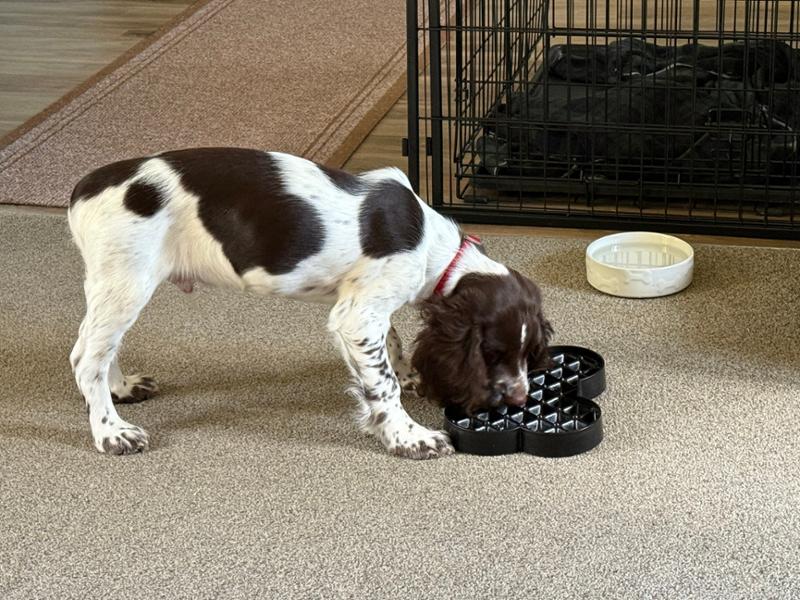 Puppy Complete Dry Superfood Clearance