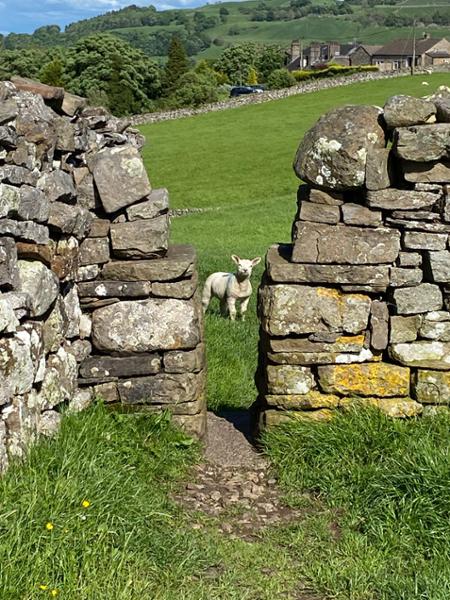 The Herriot Way and paying homage to James Herriot!