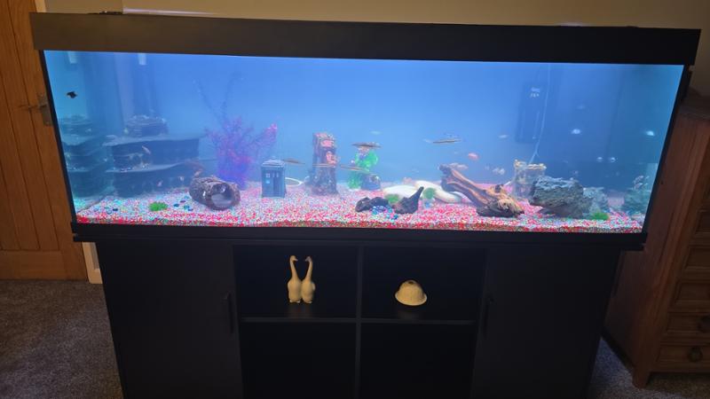 Great tank
