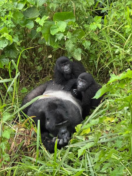 Effortless Travel, Incredible Experiences in Uganda and Kenya