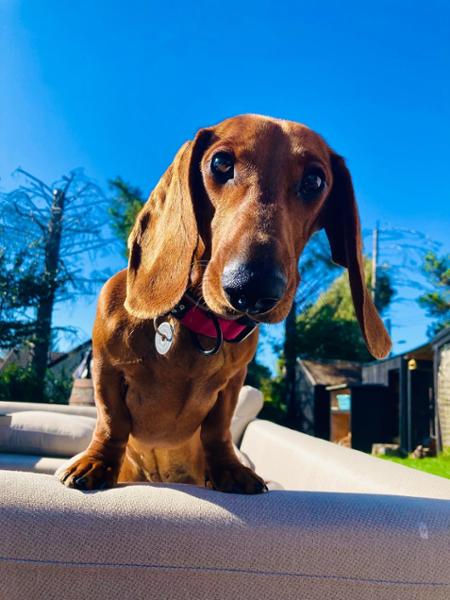 Puppy Complete Dry Superfood Clearance