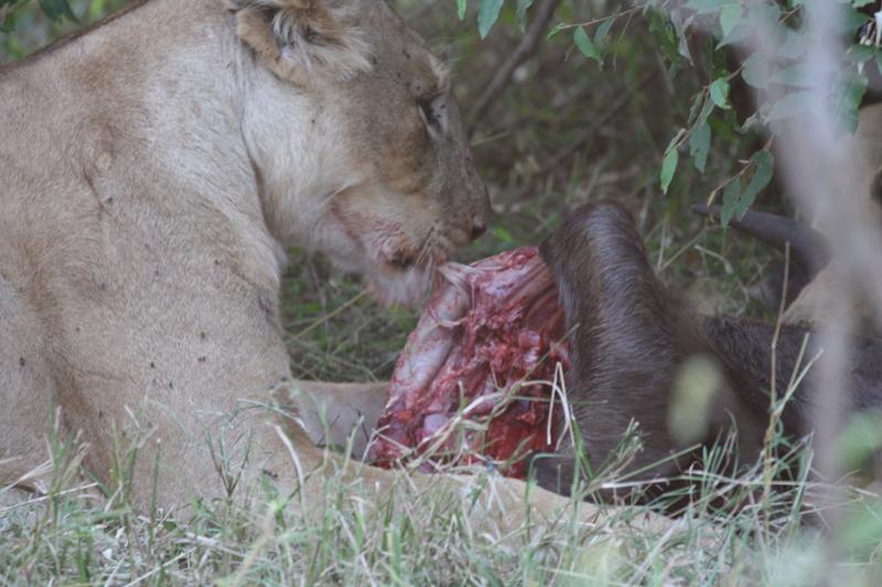 Excellent Trip to Kenya and Tanzania with Go2Africa.