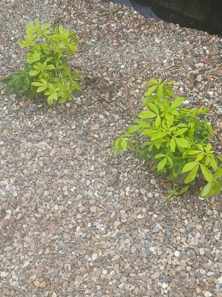 This nursery has excellent plants and a excellent customer service