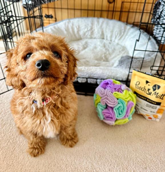 Dog Snuffle Ball | Fun Puzzle Toy For Dogs | Machine Washable | Pooch & Mutt | Made From 75% Recycled Materials