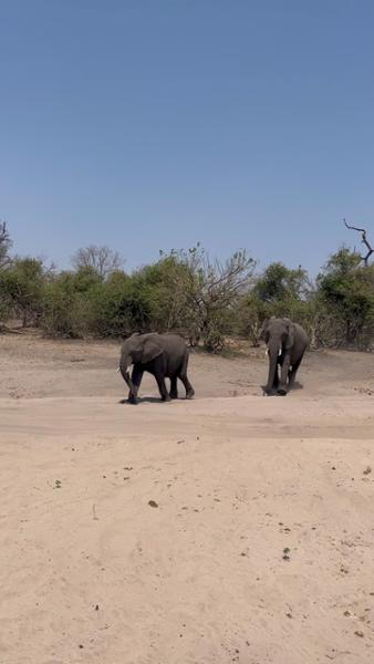 Minimum direct interface with African Travel
