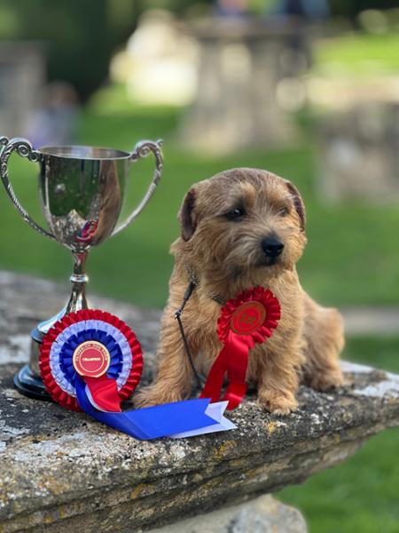 My Norfolk Terrier is enjoying this product very much.
