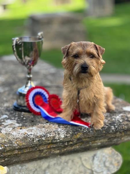 My Norfolk Terrier is enjoying this product very much.