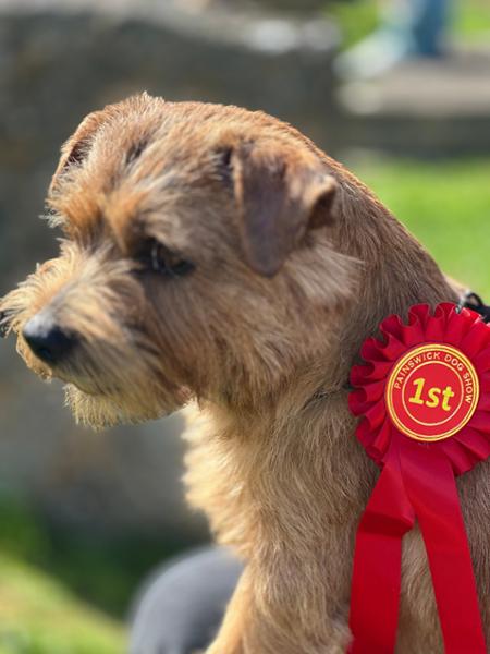 My Norfolk Terrier is enjoying this product very much.