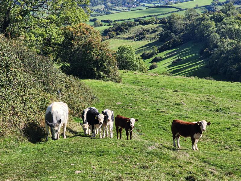 Another wonderful Contours Walking tour