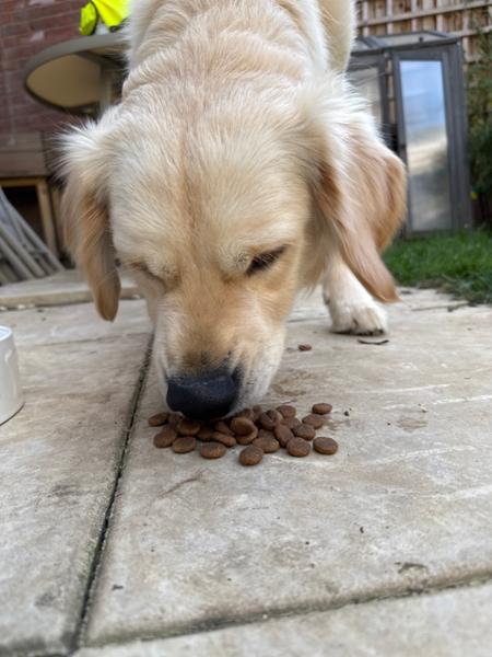 High Protein Dry Dog Food | 80% Meat | 2kg | Primal Dog Food with High Meat Content | Pooch & Mutt | Novel Protein Dog Food with Wild Boar
