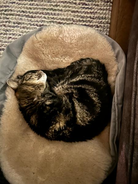 Perfect sheepskin for pets and humans alike!