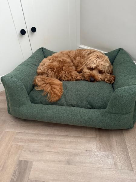 I spoilt my pup!