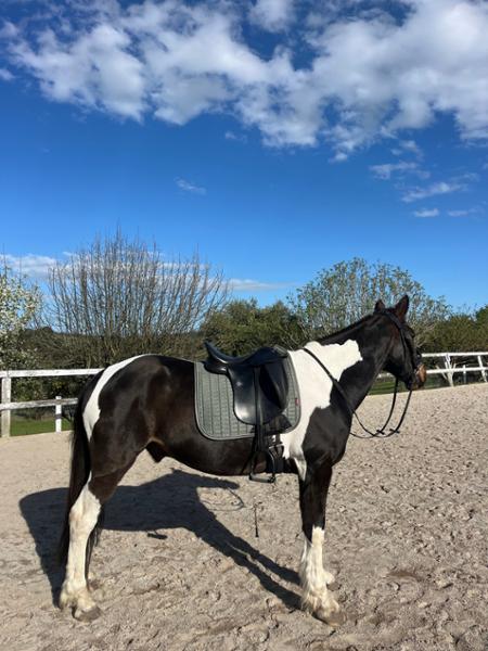 Horseland product review