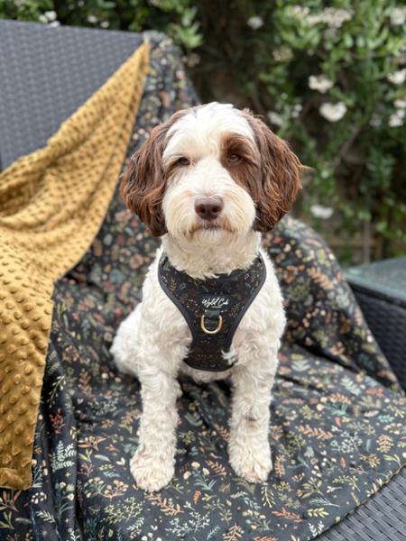 The most stylish dog accessories
