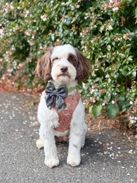 The most stylish dog accessories
