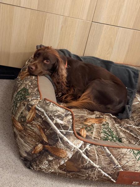 Impressed with the reception this new Walled Dog Bed received from our pet!
