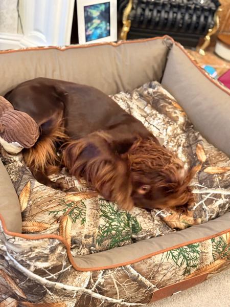Impressed with the reception this new Walled Dog Bed received from our pet!