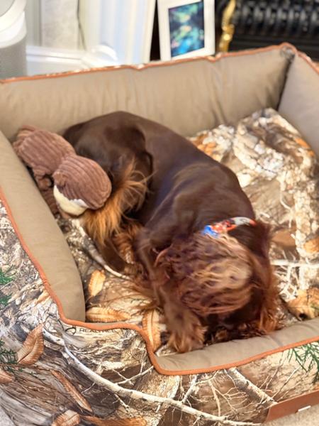Impressed with the reception this new Walled Dog Bed received from our pet!