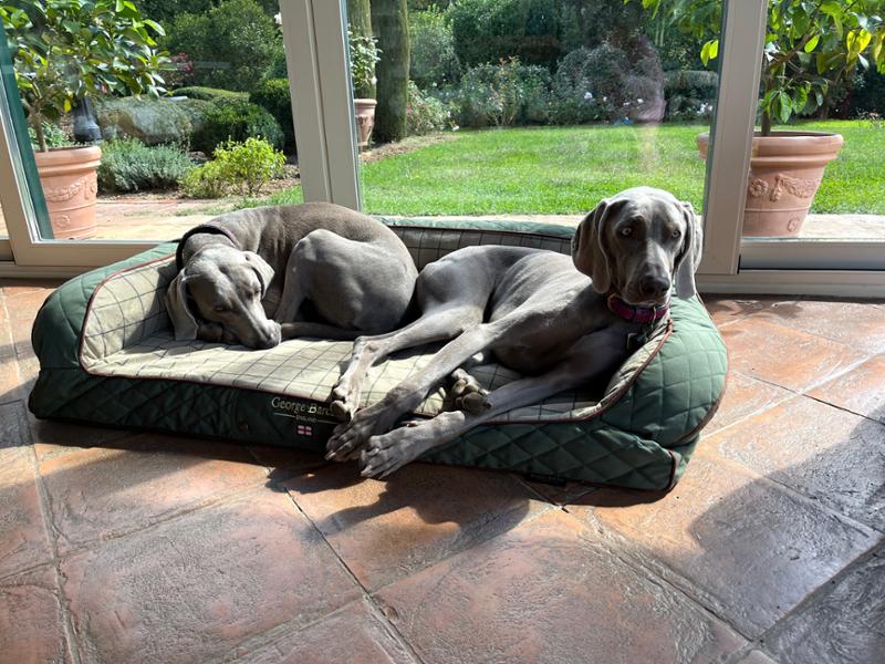 Country dog sofa bed. Large