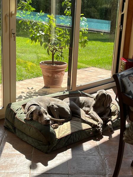 Country dog sofa bed. Large