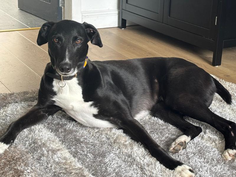 Our lurcher loves it
