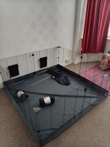 Great size piggie cage.