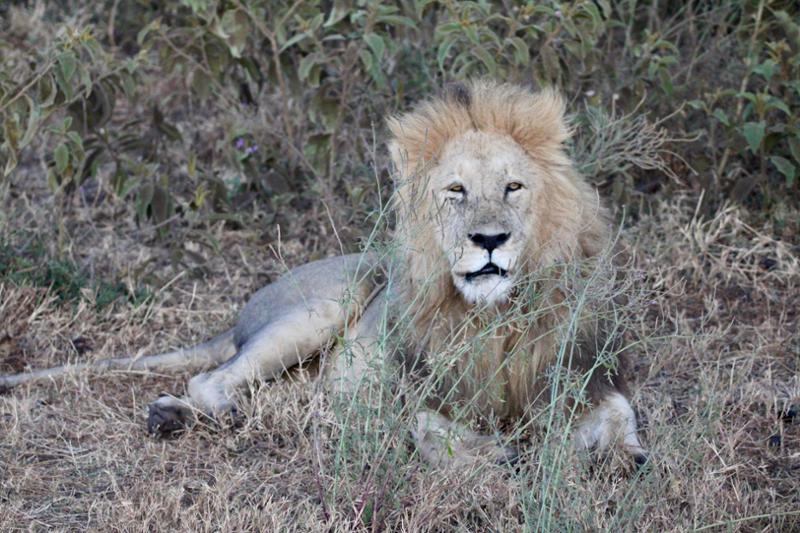 Amazing safari