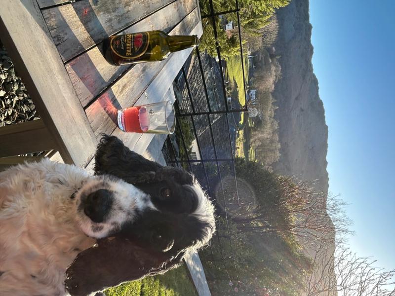 Rosie loves a view!