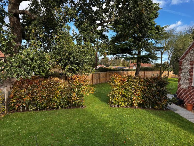 Purple Beech, instant hedge