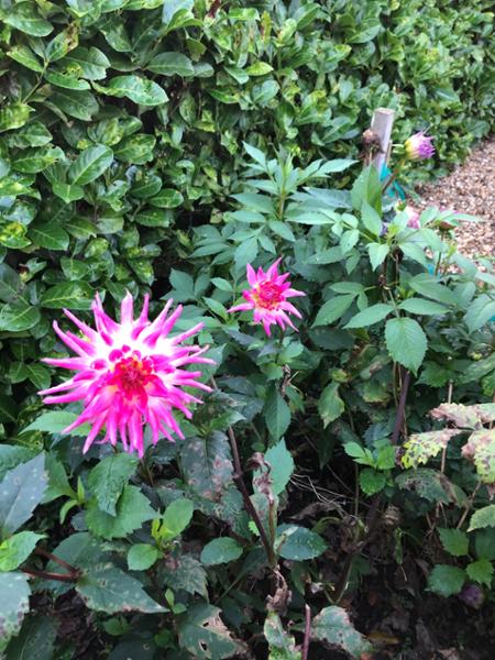 Dahlia Electric Flash Tubers
