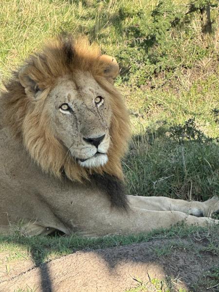 Karen Blixen Camp in the Mara North Conservancy, Kenya