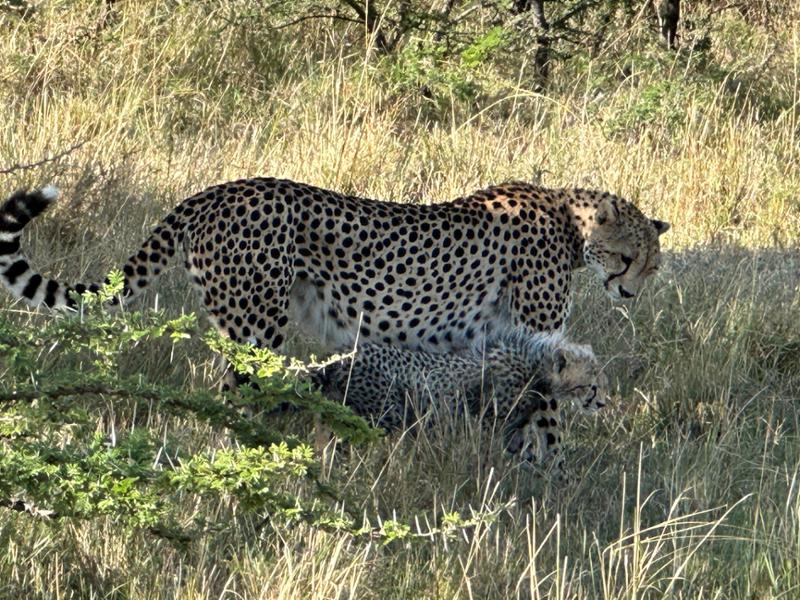 Karen Blixen Camp in the Mara North Conservancy, Kenya