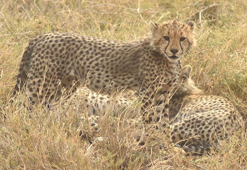 Tanzania safari