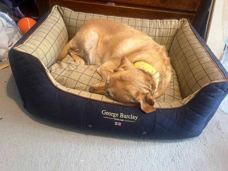 Best bed ever!