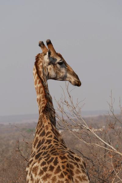 Wilderness of Southern Africa: Safari by Land & Water on 04/24/2026