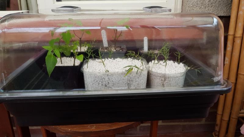 Excellent propagator, will buy again.