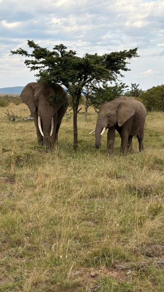Our Go2Africa vacation with Saruni Basecamps was amazing