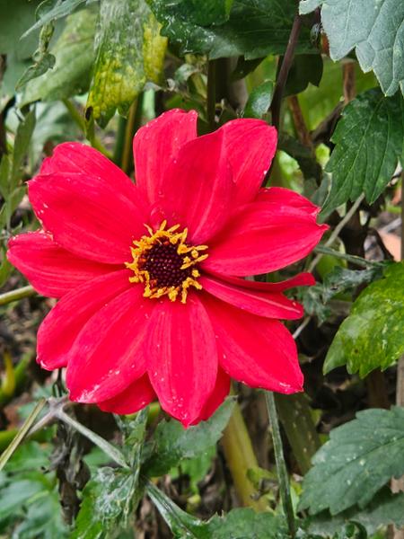 Dahlia Bishop of Llandaff Tubers
