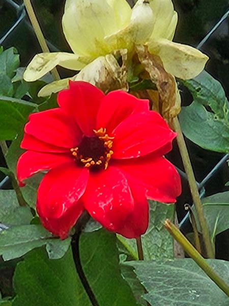 Dahlia Bishop of Llandaff Tubers