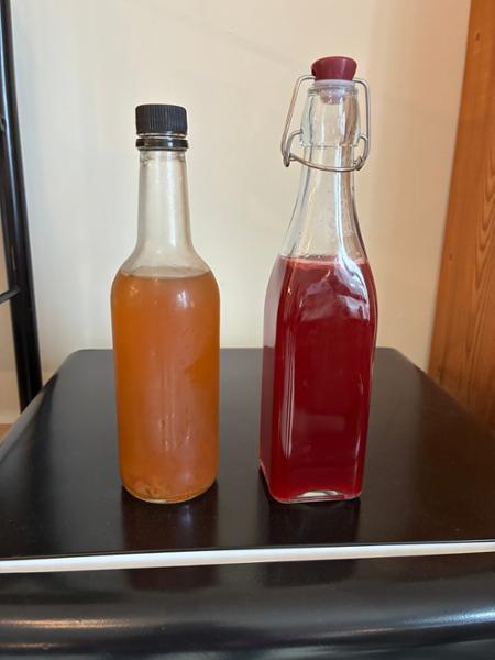 Organic Kombucha Scoby