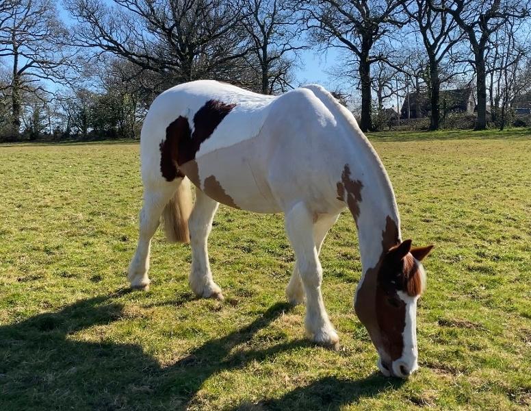 Happy horse ... happy customer!